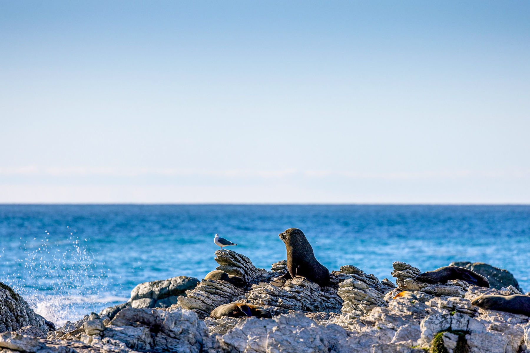 A seal sat on the coastline of Kaikoura