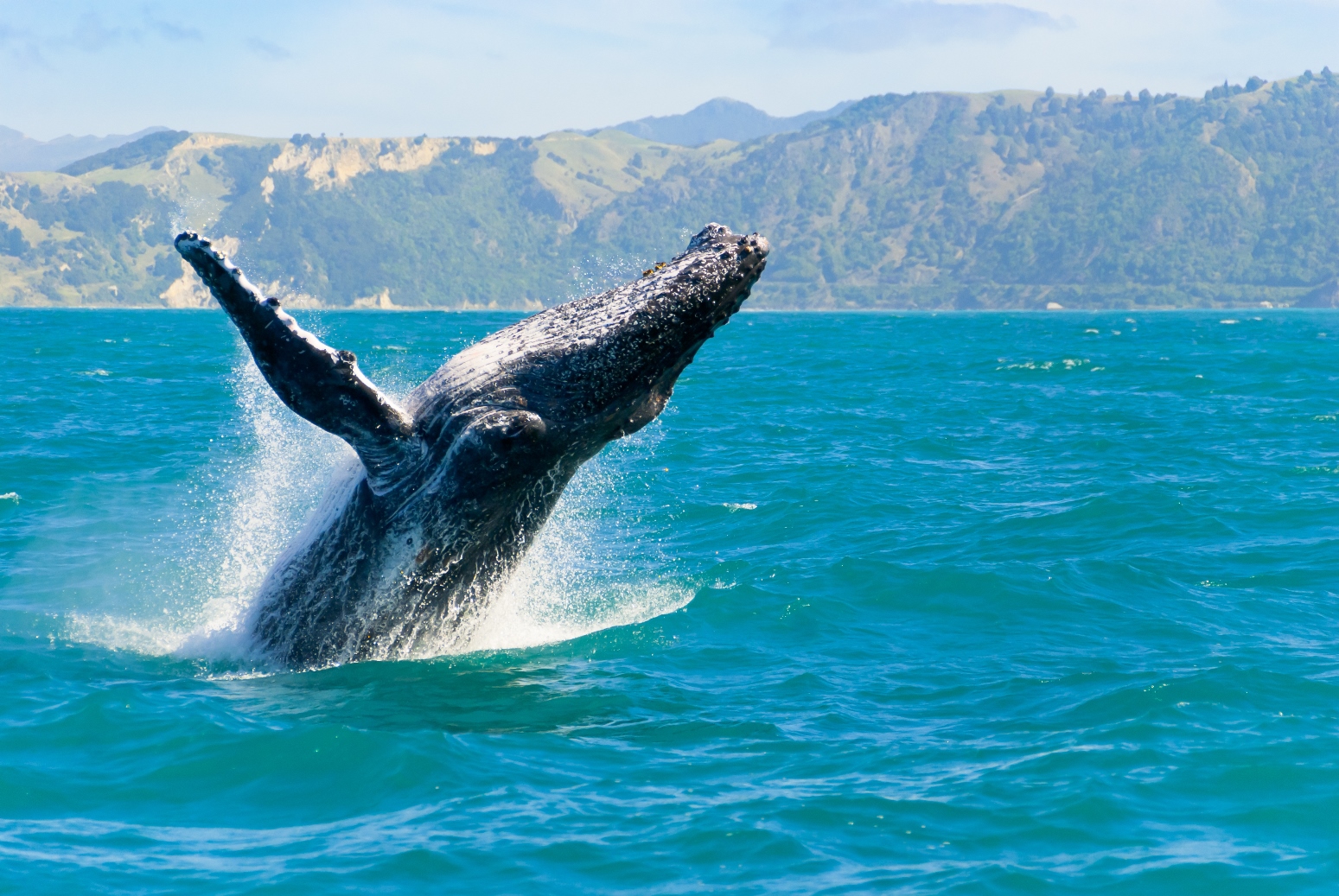 A whale in Kaikoura in New Zealand
