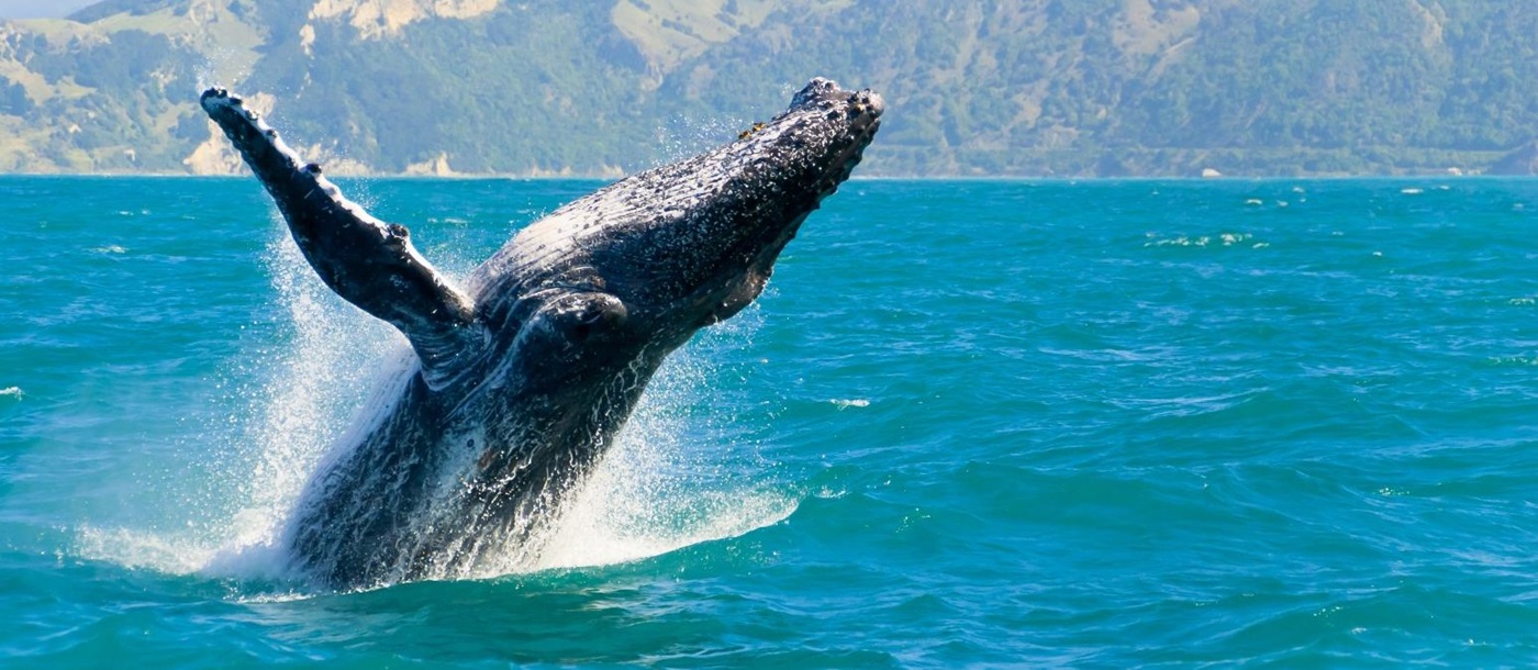 A whale in Kaikoura in New Zealand
