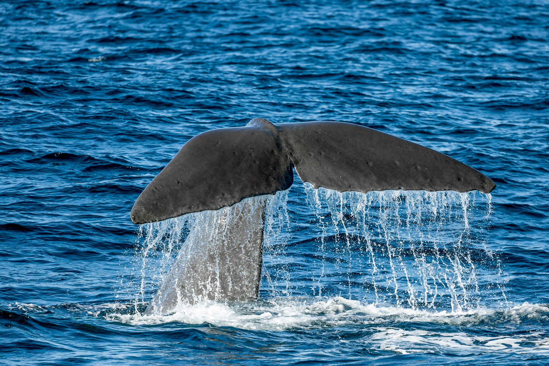 A whale breaching the waters of Kaikoura in New Zealand