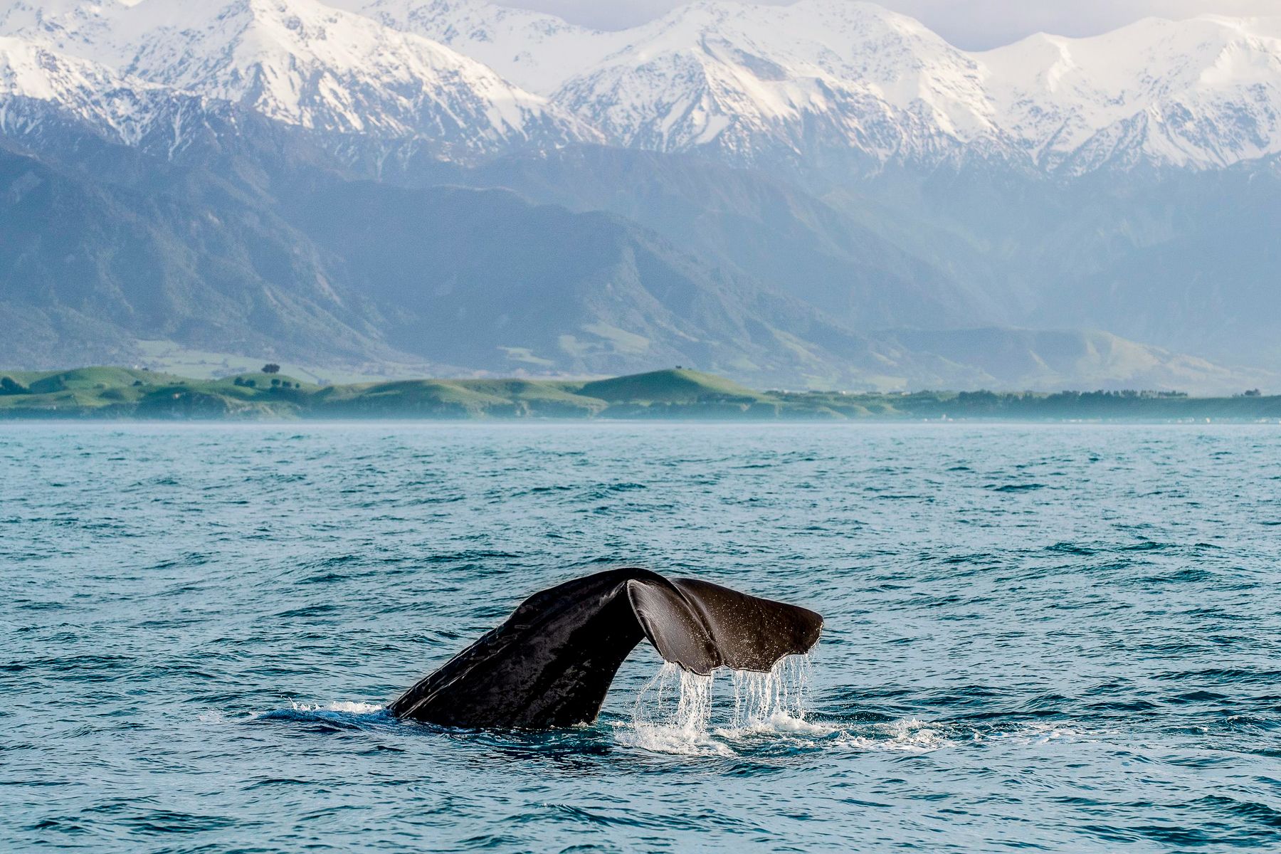 A whale spotted breaching during a whale watching tour in Kaikoura
