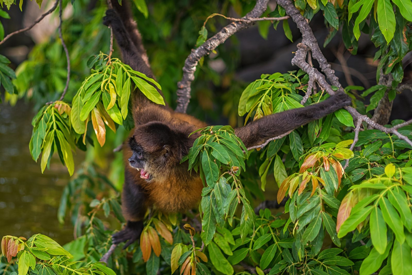 Spider money in Nicaragua's rainforest