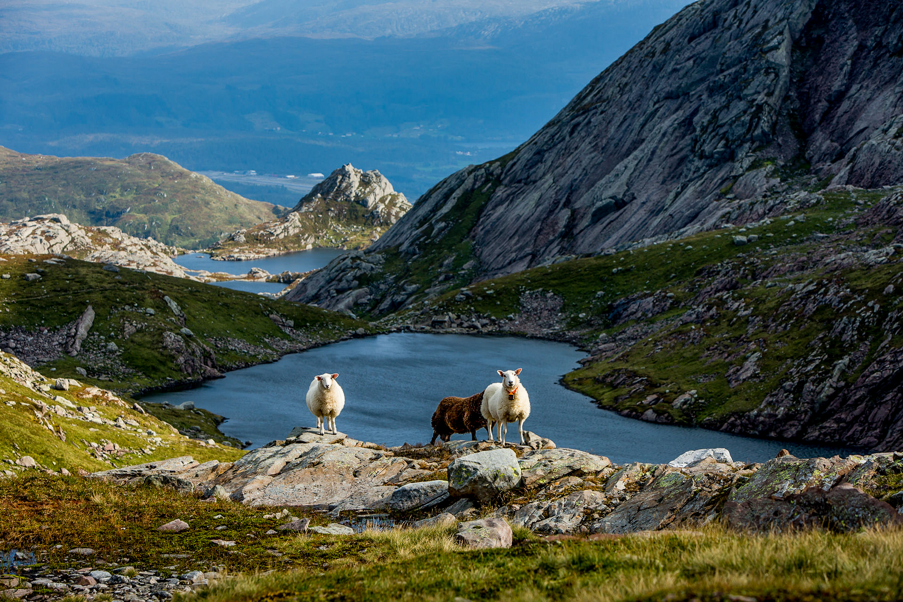 Sheep spotted around the grounds of Amot in Norway