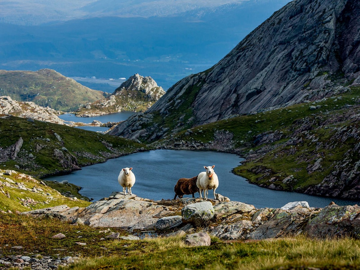 Sheep spotted around the grounds of Amot in Norway
