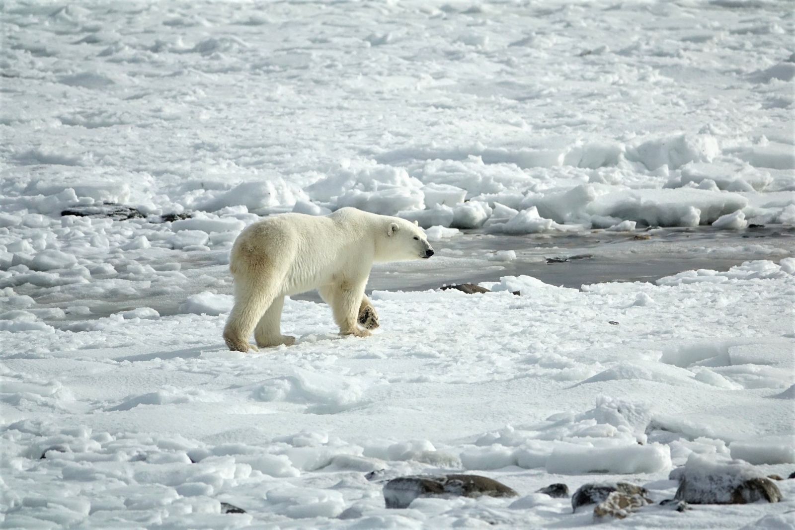 Polar bear spotting at Basecamp Isfjord Radio Adventure Hotel in Svalbard Norway