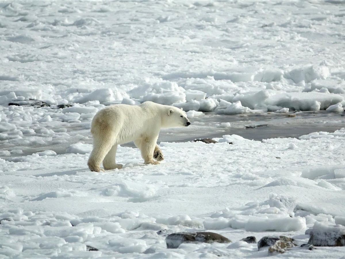 Polar bear spotting at Basecamp Isfjord Radio Adventure Hotel in Svalbard Norway