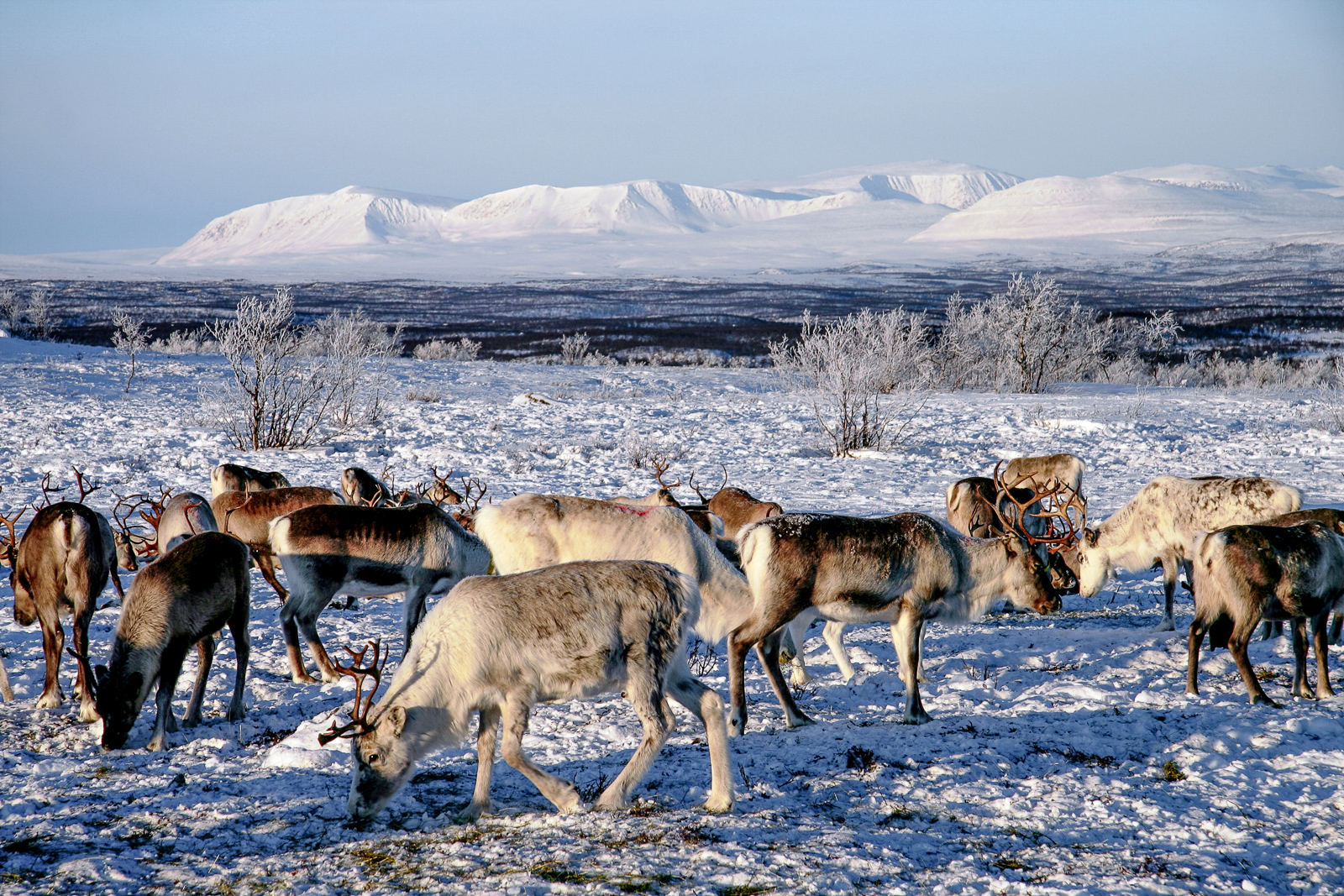 Sami reindeer on the grounds of Engholm Husky Design Lodge in Norway