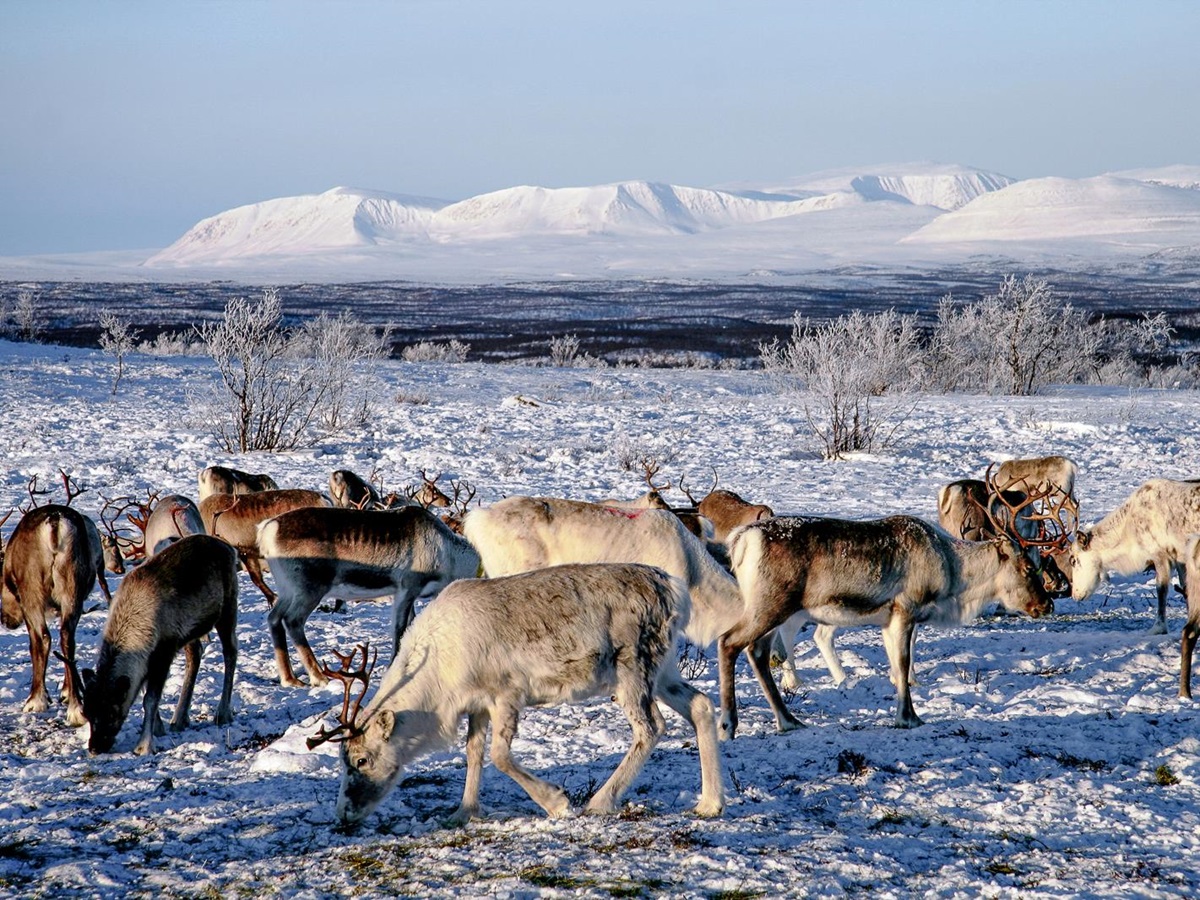 Sami reindeer on the grounds of Engholm Husky Design Lodge in Norway