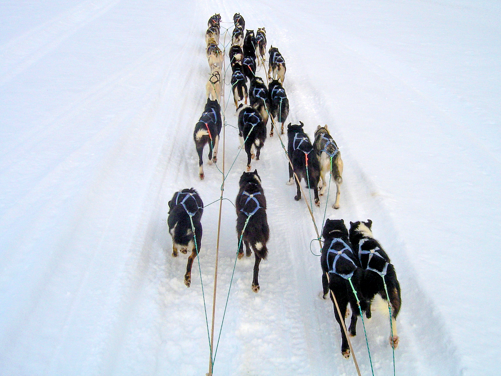 A dogsledding trip at Engholm Husky Design Lodge in Norway