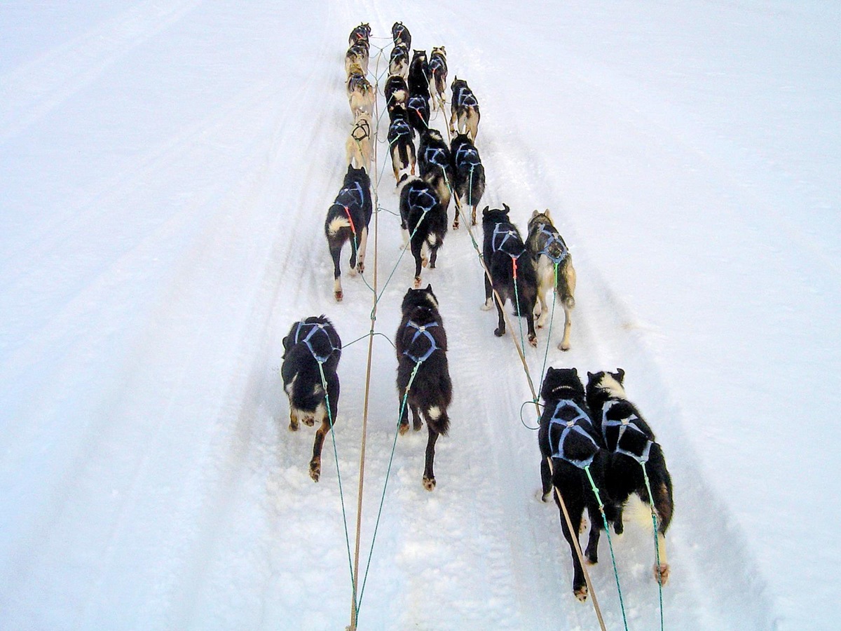 A dogsledding trip at Engholm Husky Design Lodge in Norway