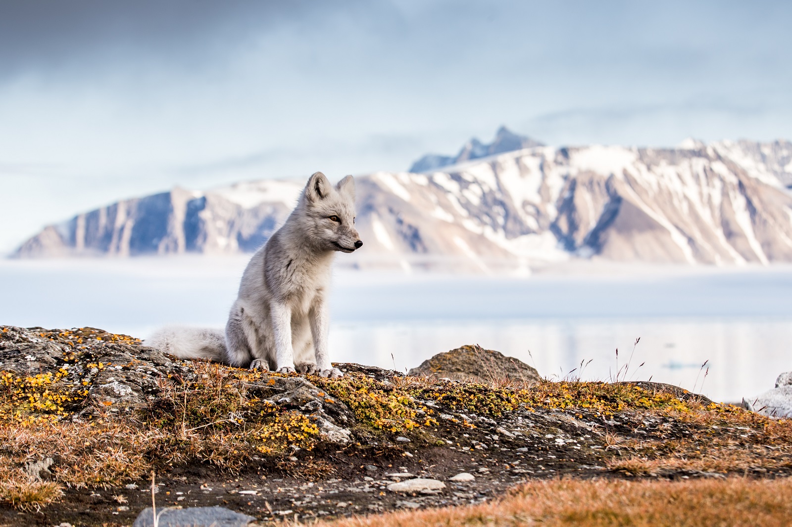 Arctic Fox Spitsbergen, Svalbard, Norway