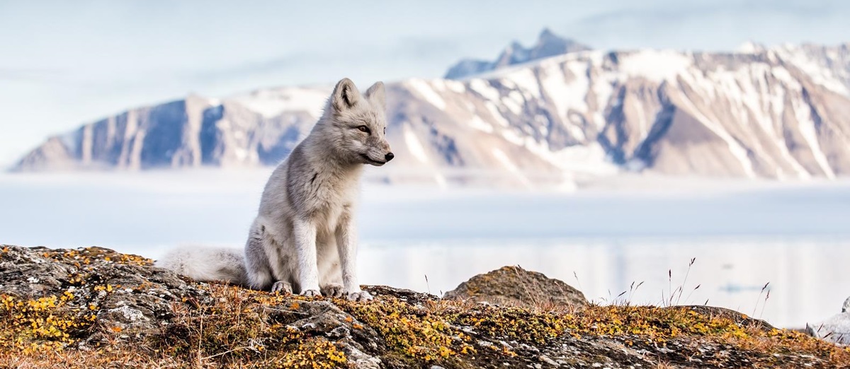 Arctic fox in Spitsbergen, Svalbard, Norway