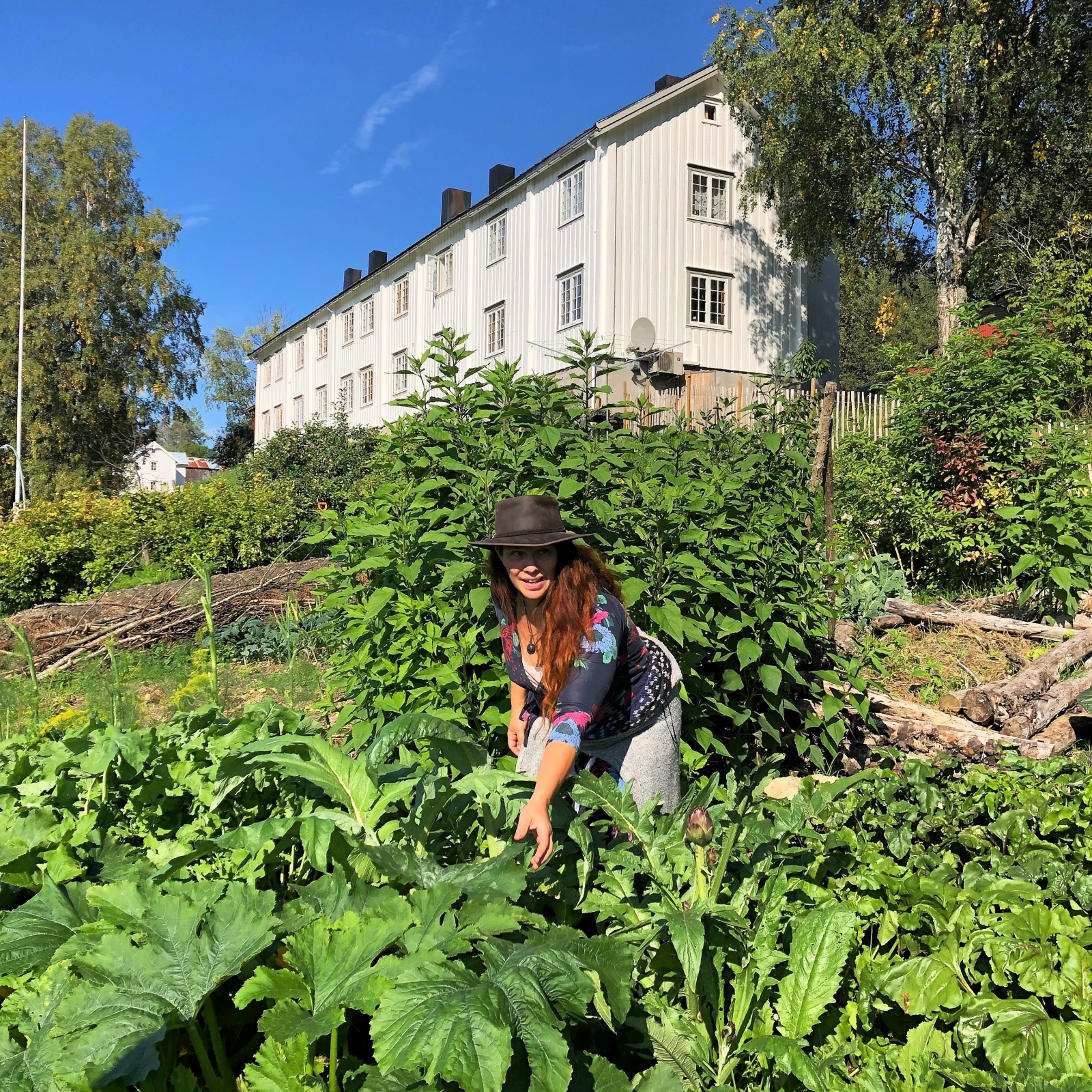 Picking vegetables in a garden in Norway