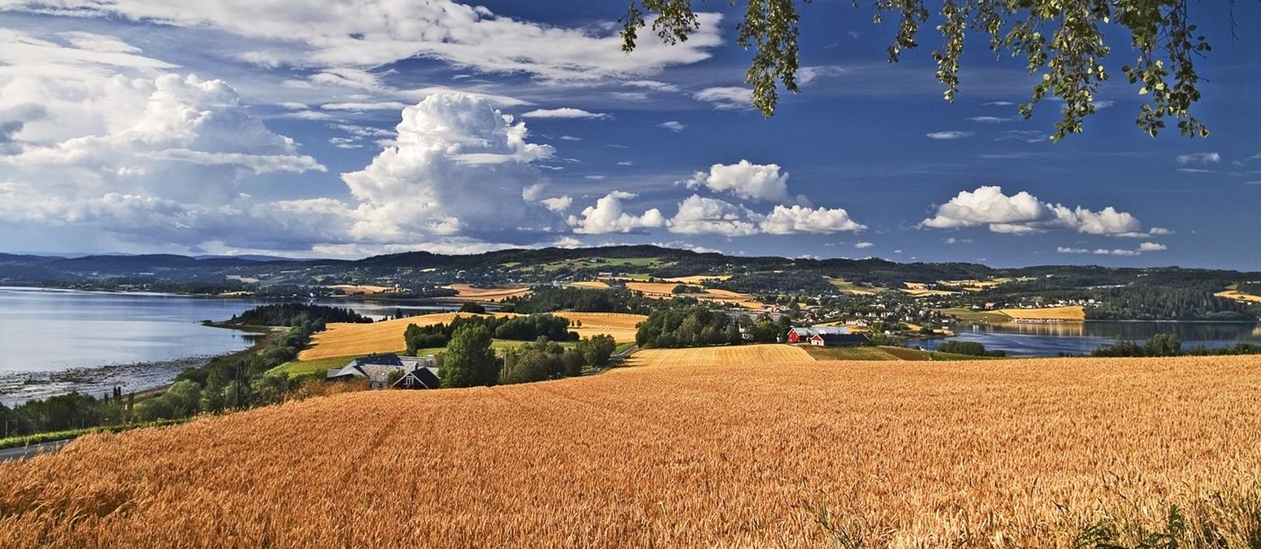 Wheat field in Norway