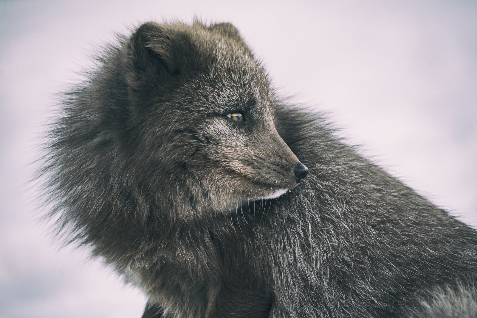 Arctic fox in summer in Norway