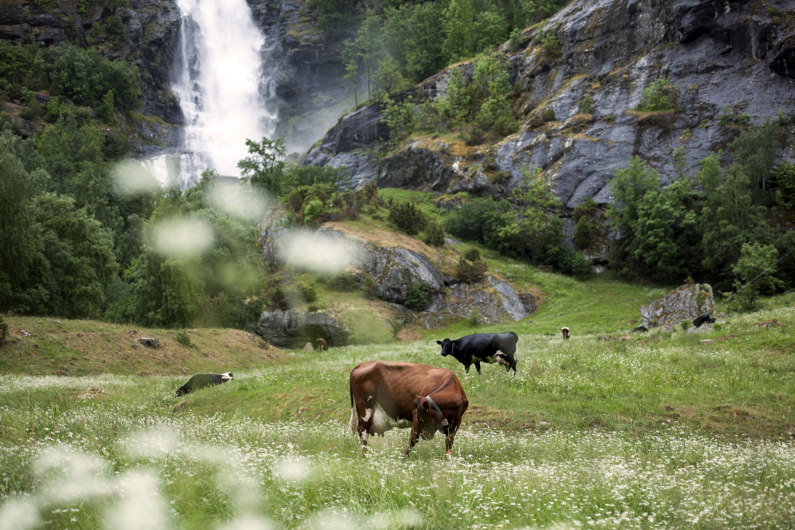 Cattle at Aurland in Norway