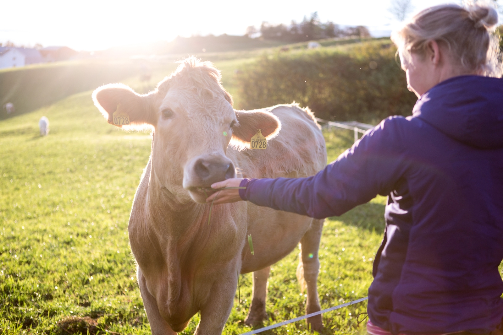 Cow in a field in Norway