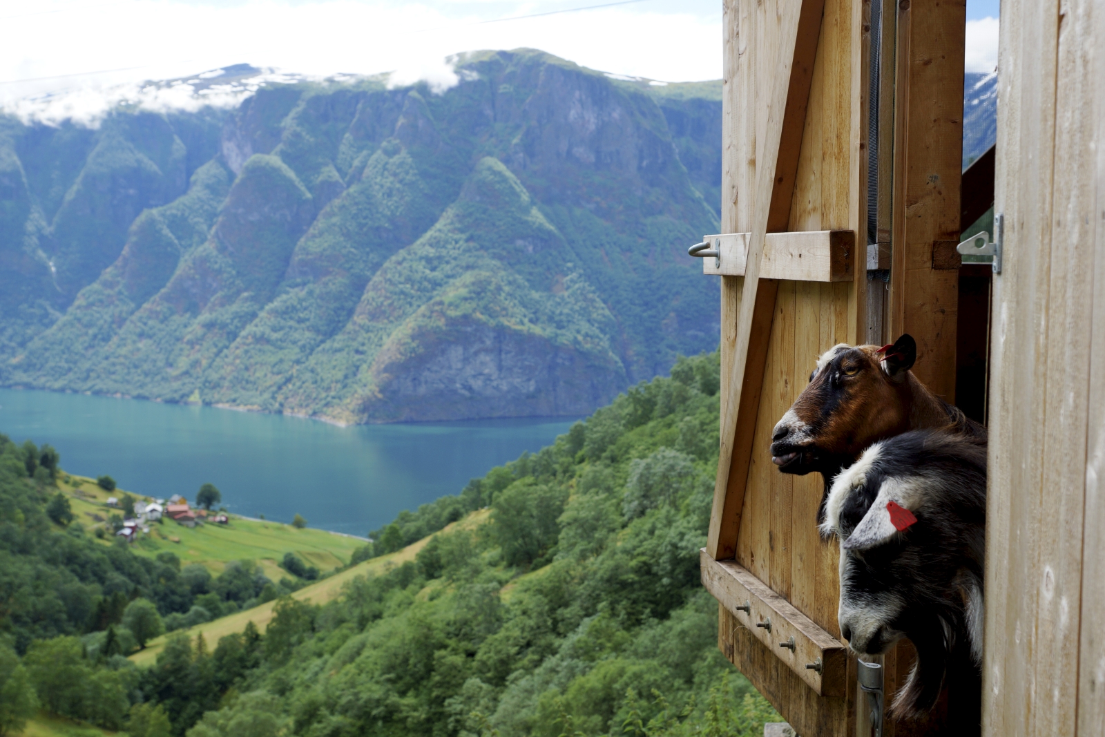 Goats at Aurland in Norway