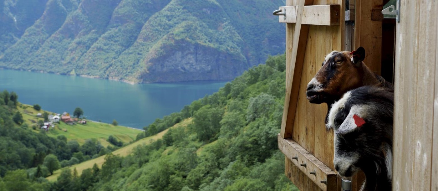 Goats at Aurland in Norway