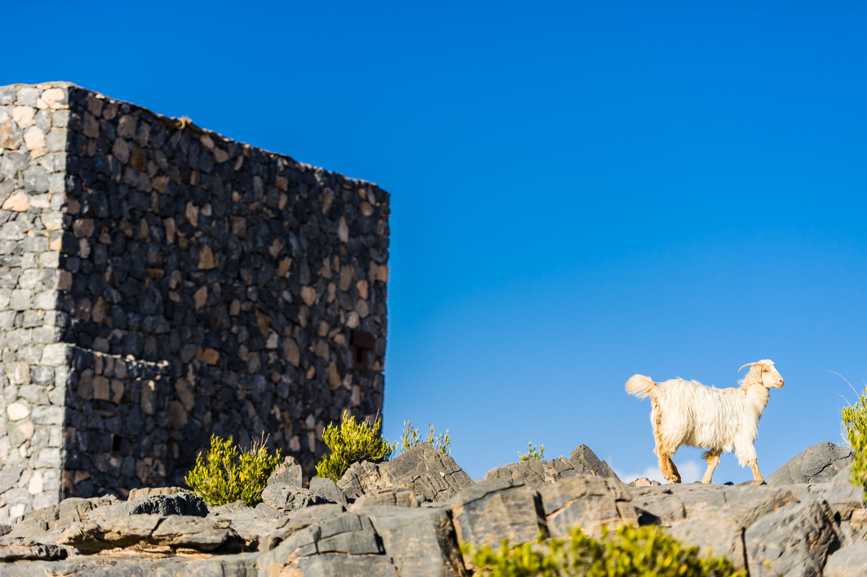 A sheep on the grounds of Alila Jabal Akhdar, Oman