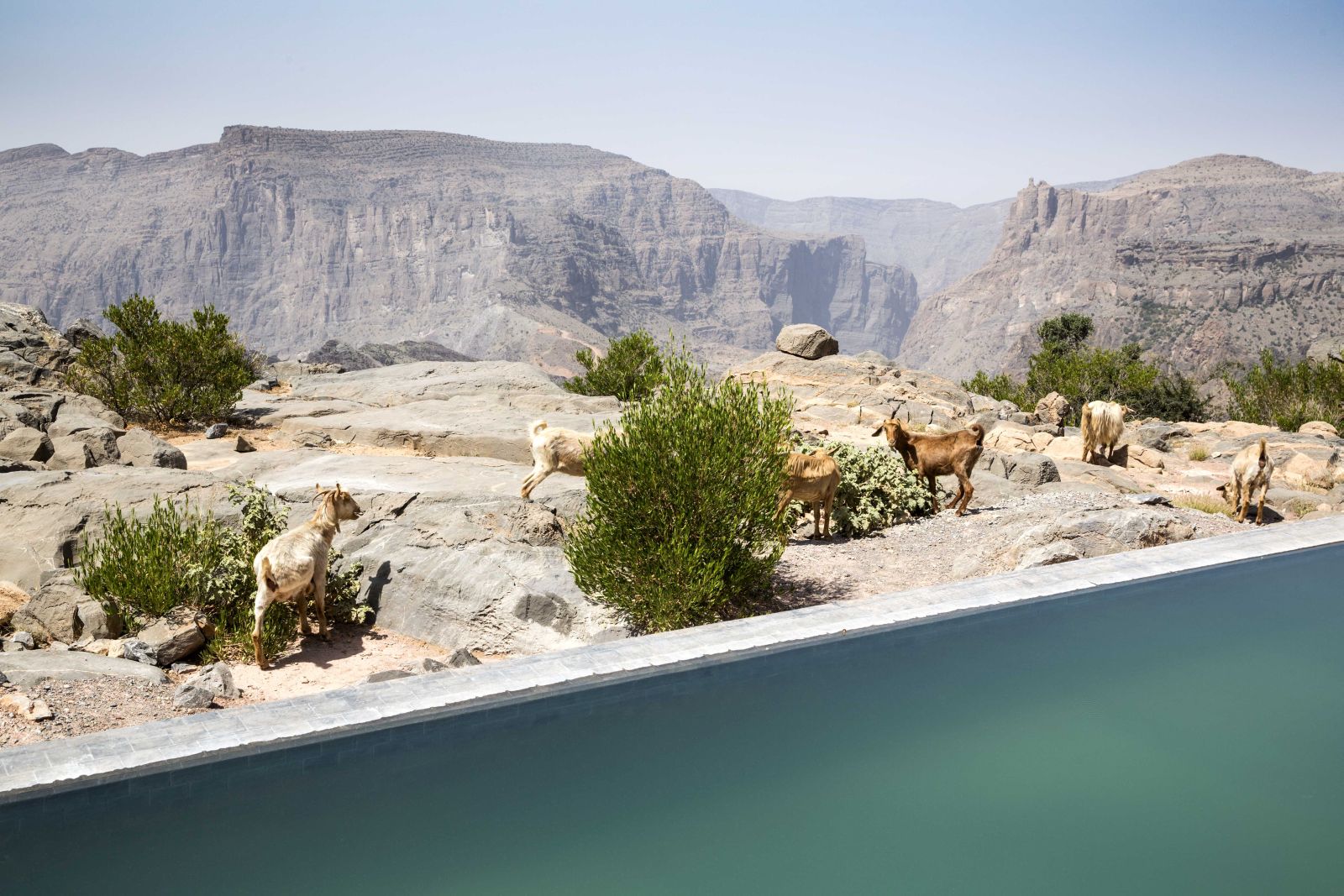 The view from a villa pool with goats in the background at Anantara Al Jabal Al Akhdar Resort in Oman