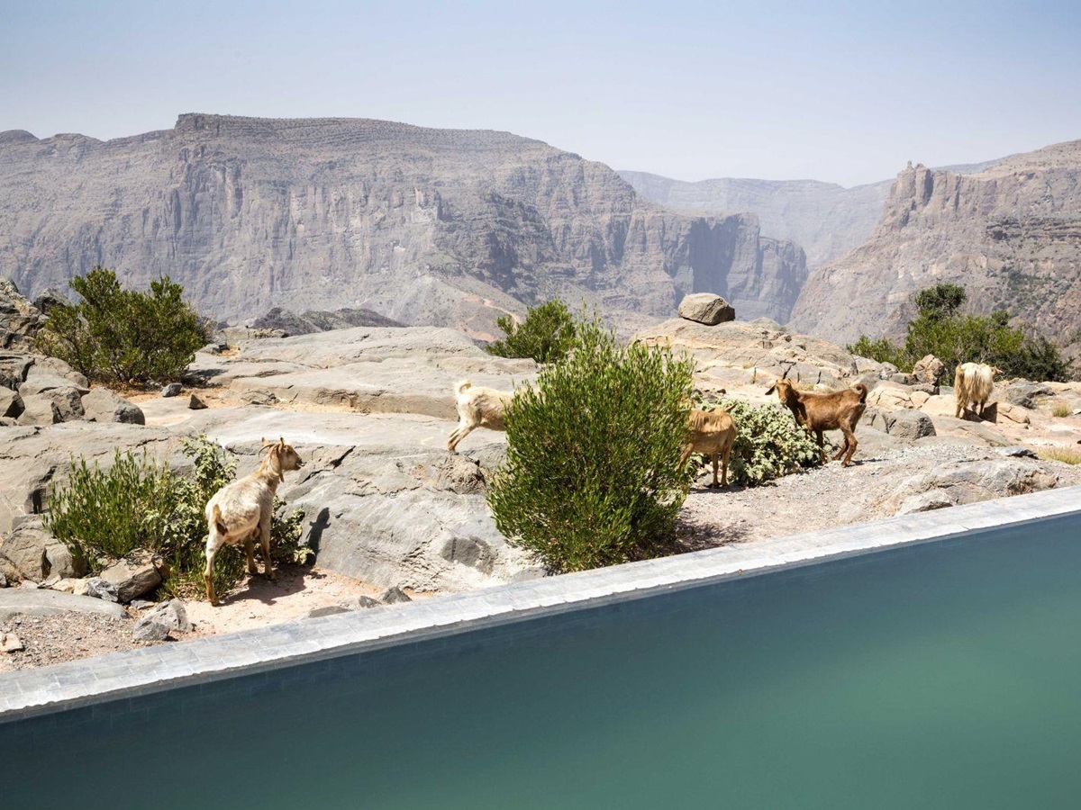 The view from a villa pool with goats in the background at Anantara Al Jabal Al Akhdar Resort in Oman