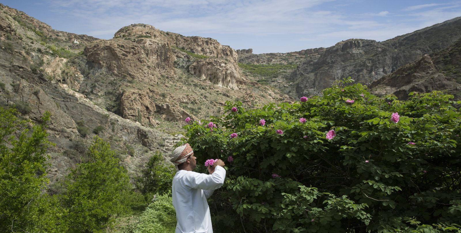 Damask rose farm near the Anantara Al Jabal Al Akhdar Oman