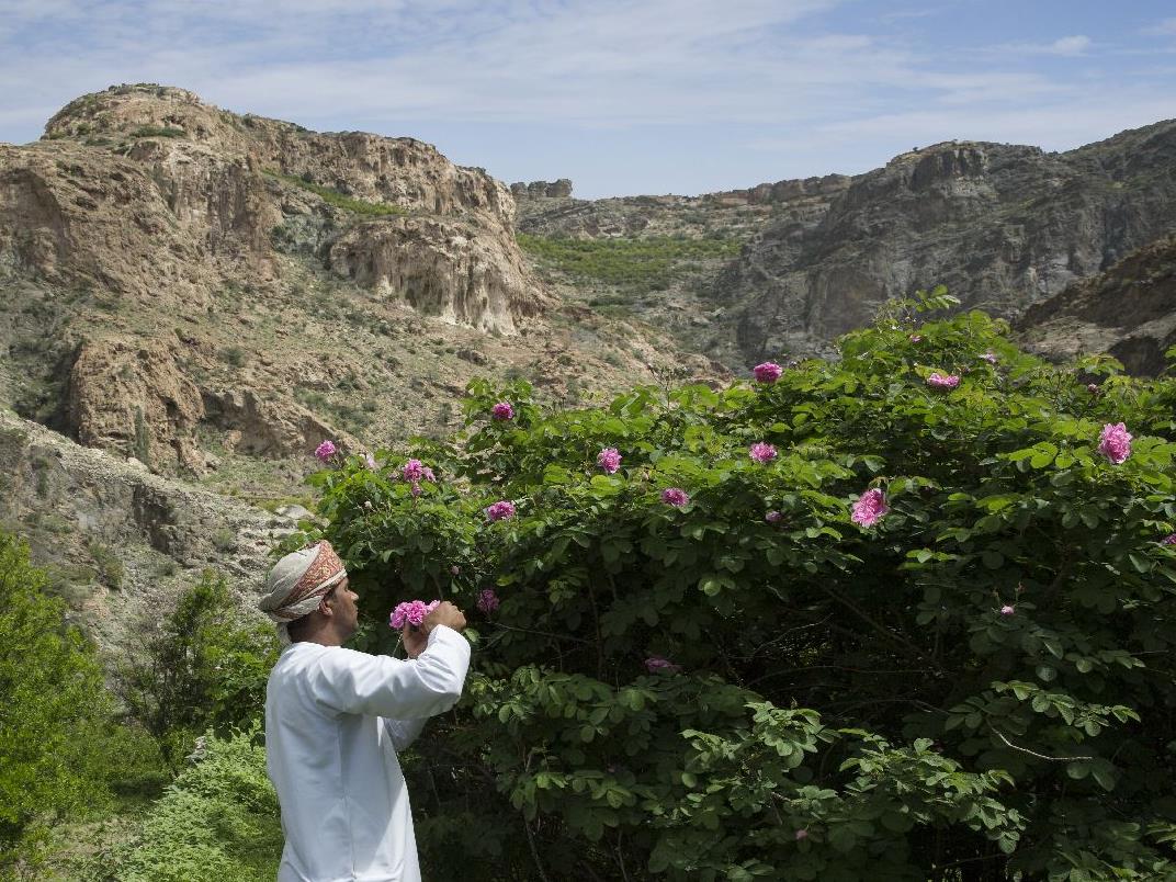Damask rose farm near the Anantara Al Jabal Al Akhdar Oman