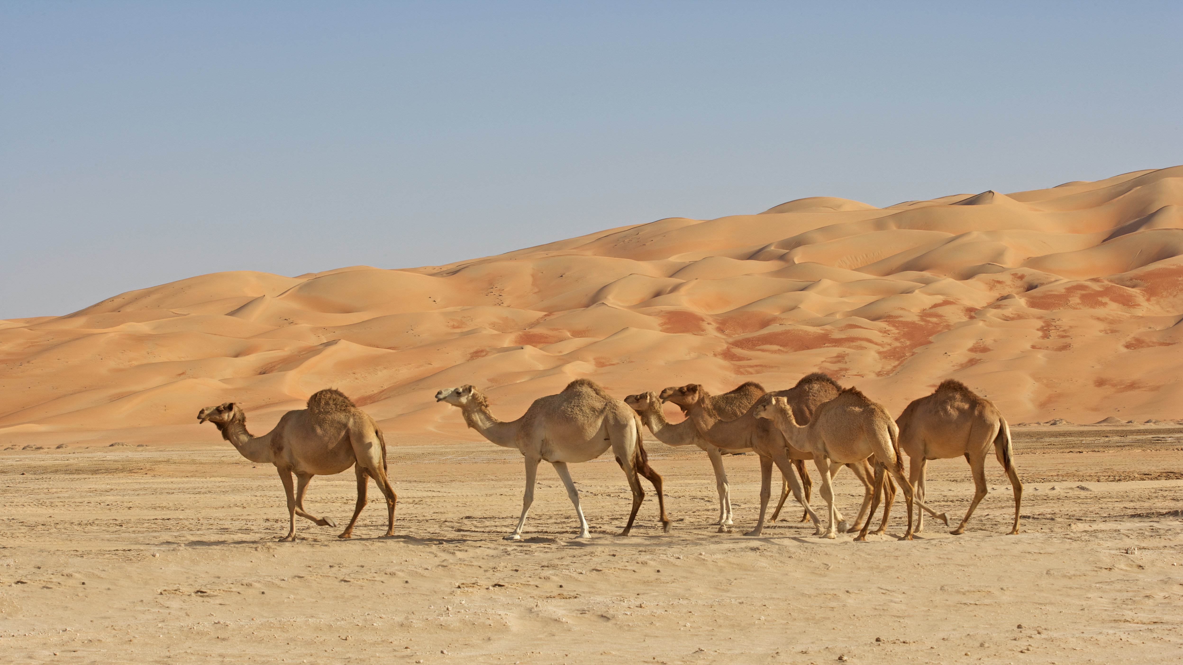 Camels in the Omani desert