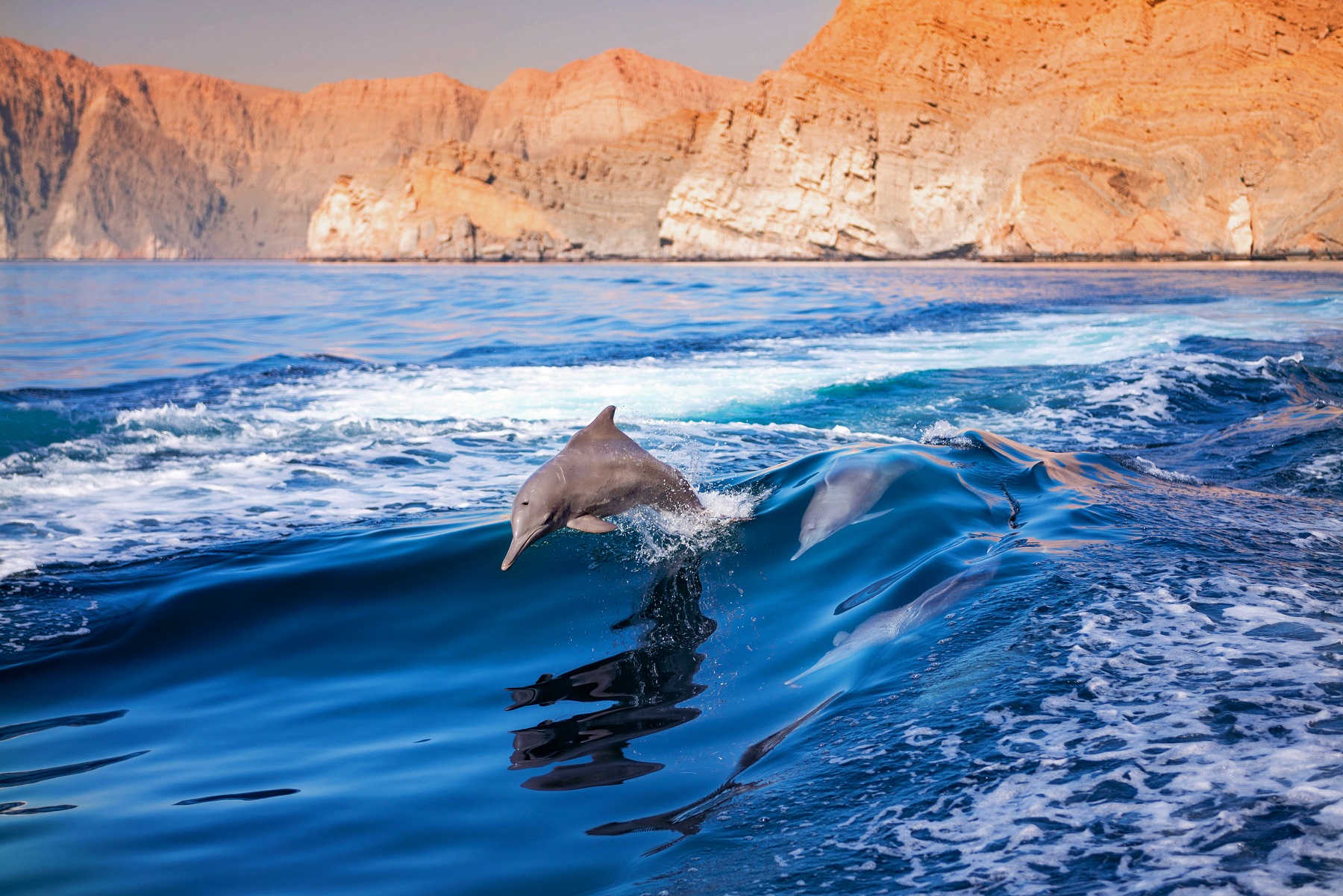 Dolphin cruise in Oman