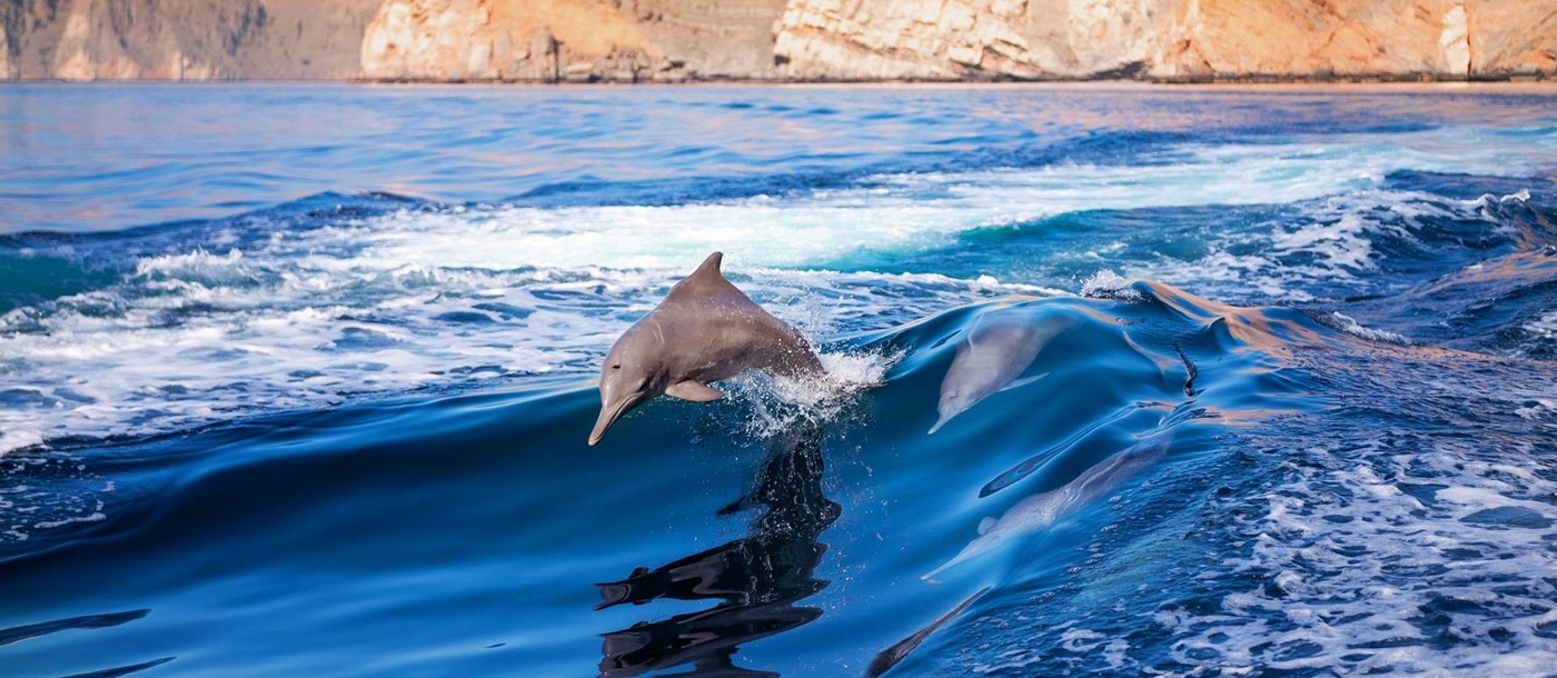 Dolphin cruise in Oman