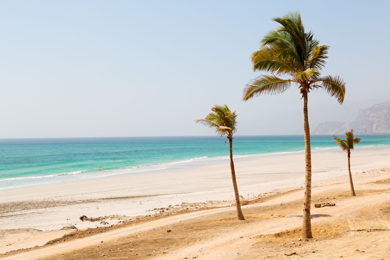 Palms and golden sand on a beach in Oman