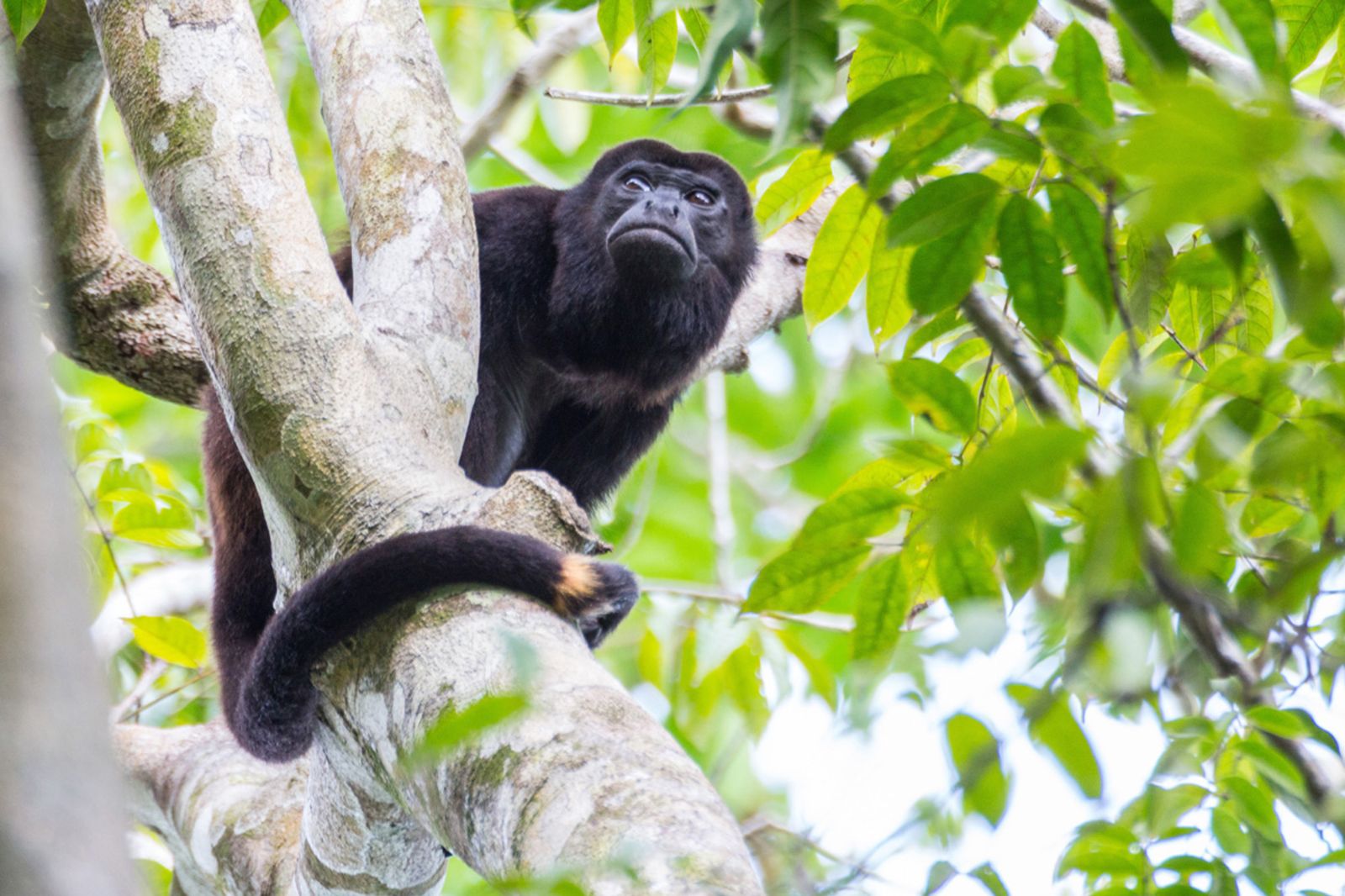 A monkey spotted on the grounds of Isla Palenque in the Chiriqui region of Panama