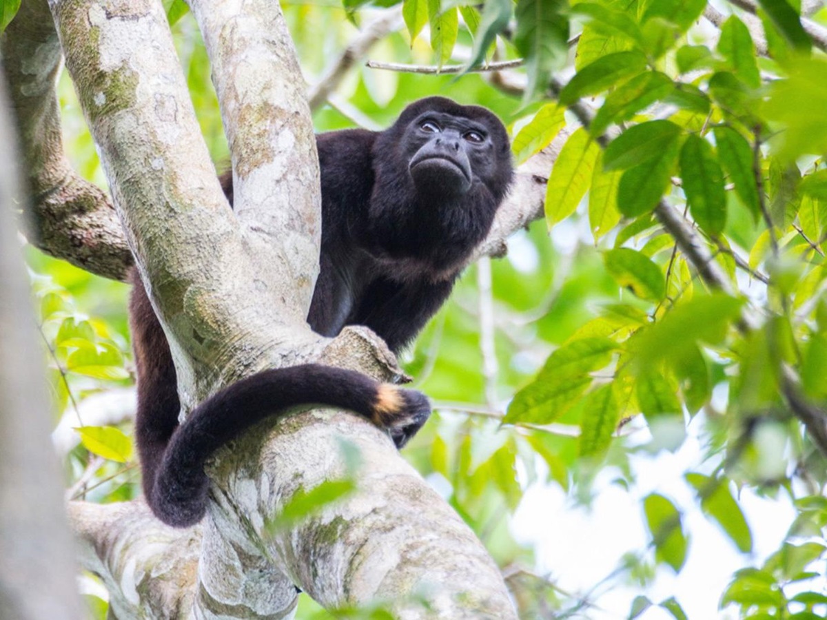 A monkey spotted on the grounds of Isla Palenque in the Chiriqui region of Panama