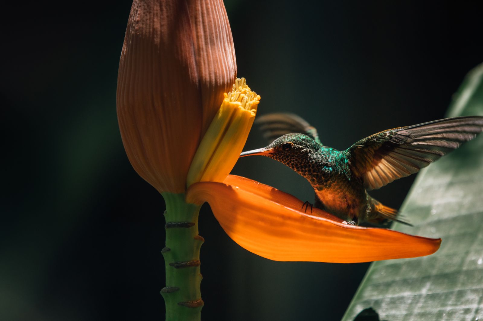 A hummingbird seen feeding on a flower at Islas Secas Panama
