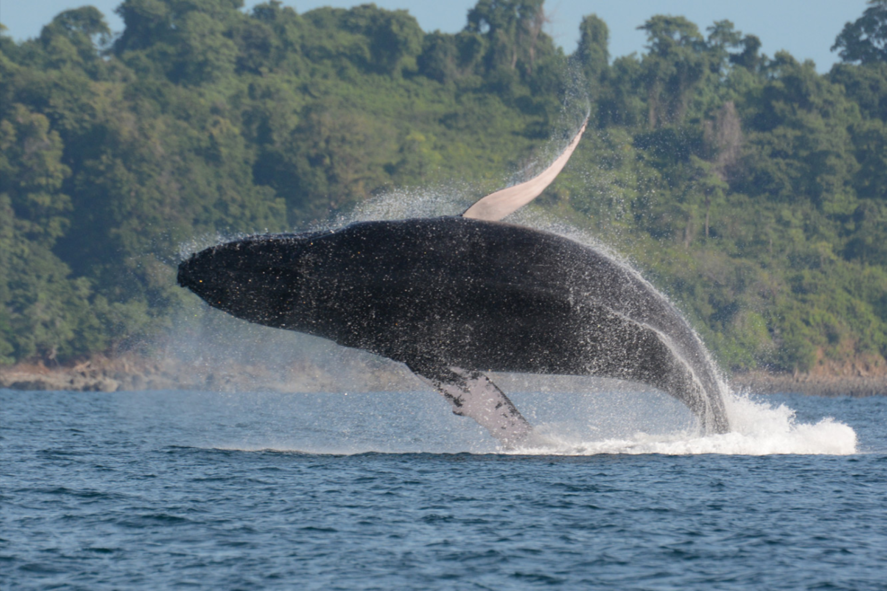 A whale spotted off the coast of Islas Secas in Panama