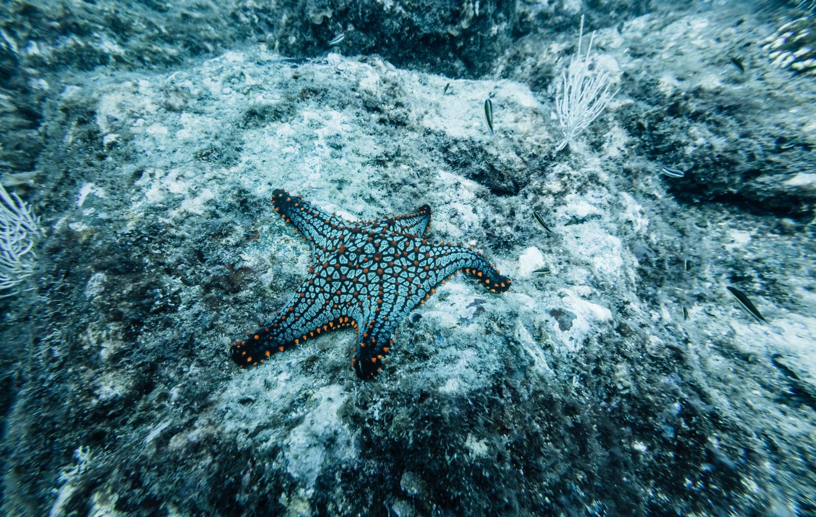 A starfish seen in the waters surrounding Islas Secas in Panama