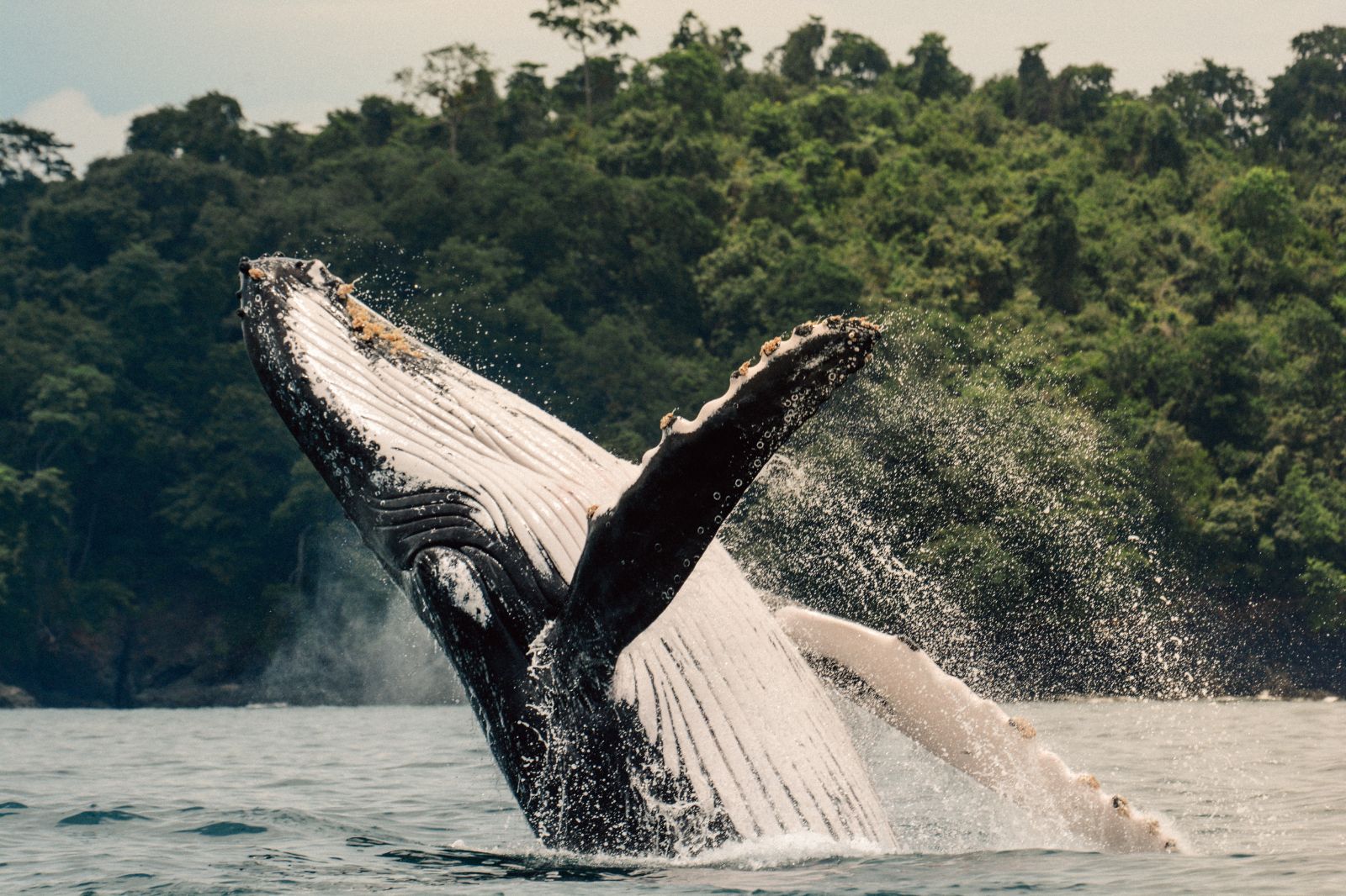 Whale breaching on the grounds of Islas Secas resort in Panama