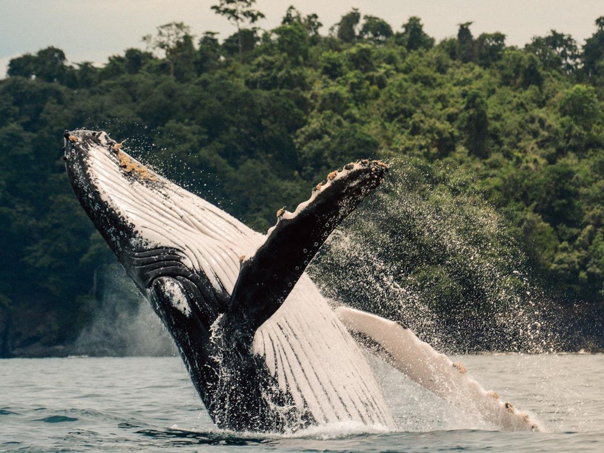 Whale breaching on the grounds of Islas Secas resort in Panama