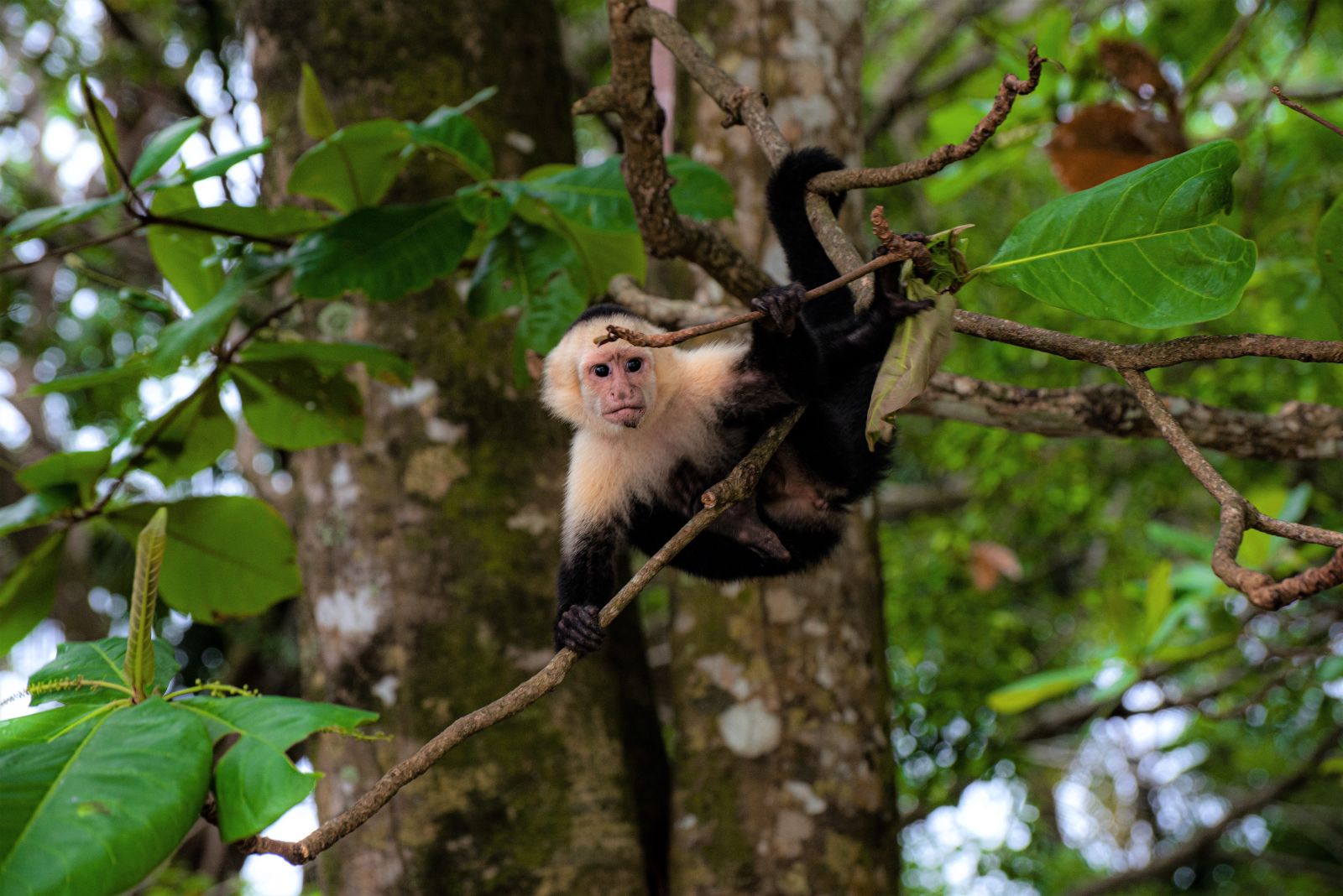 A capuchin monkey native to Panama