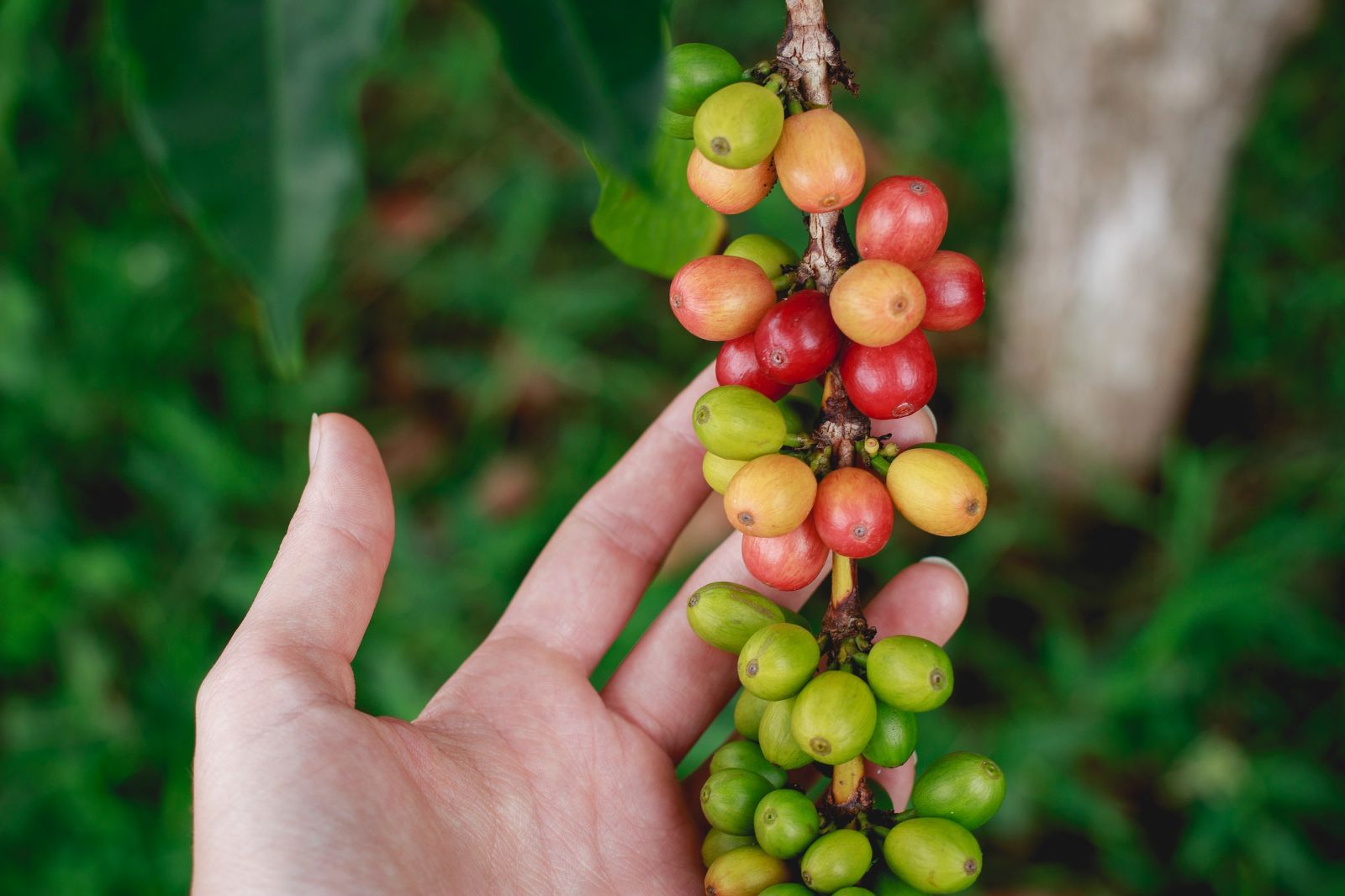 A person holding a vine of coffee beans on a farm