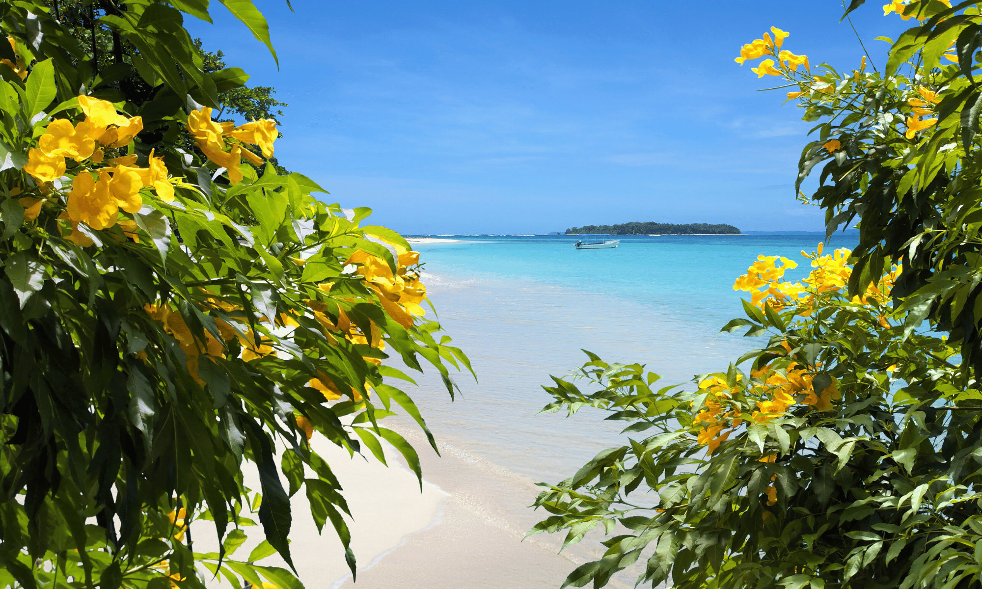 Panama beach flowers