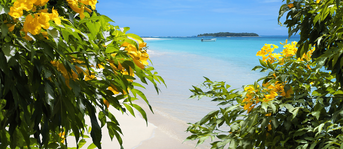 Panama beach flowers