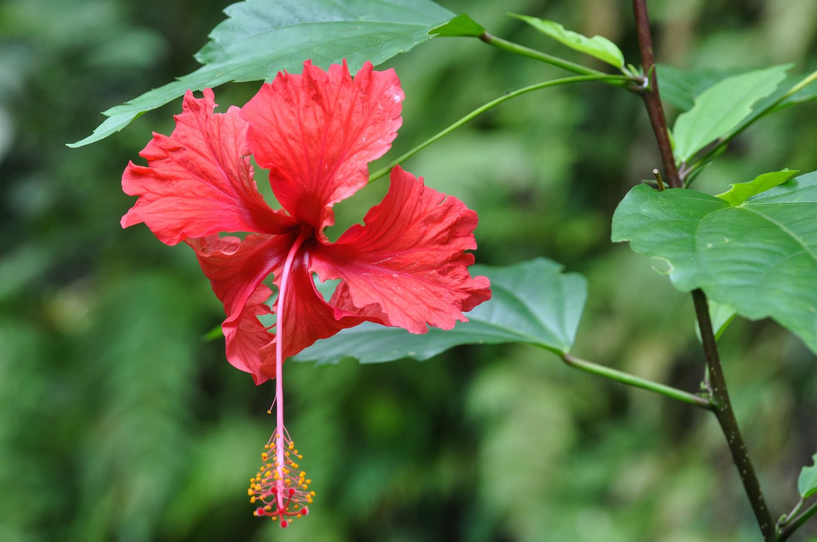 Panamanian red flower in Panama