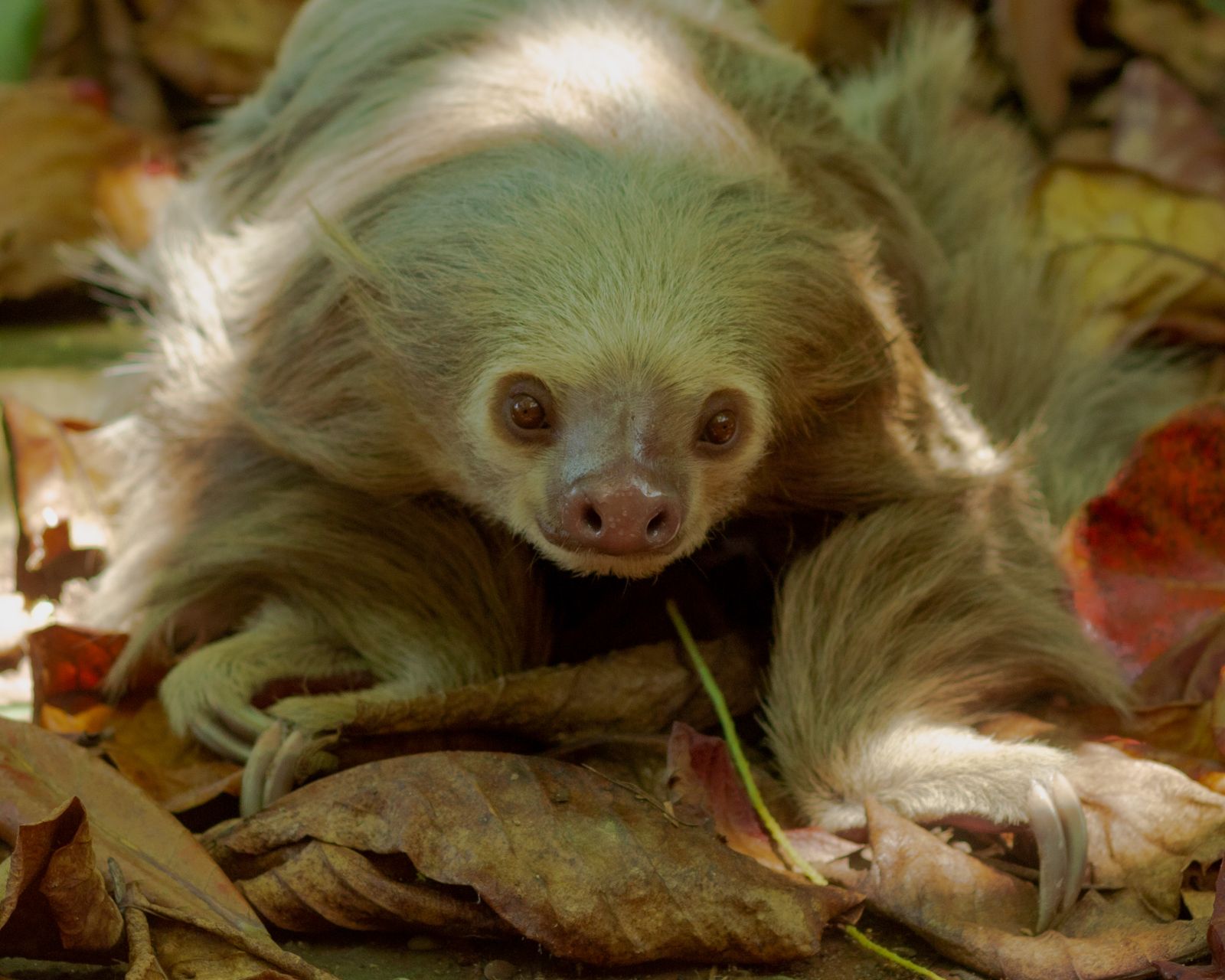 A sloth native to Panama
