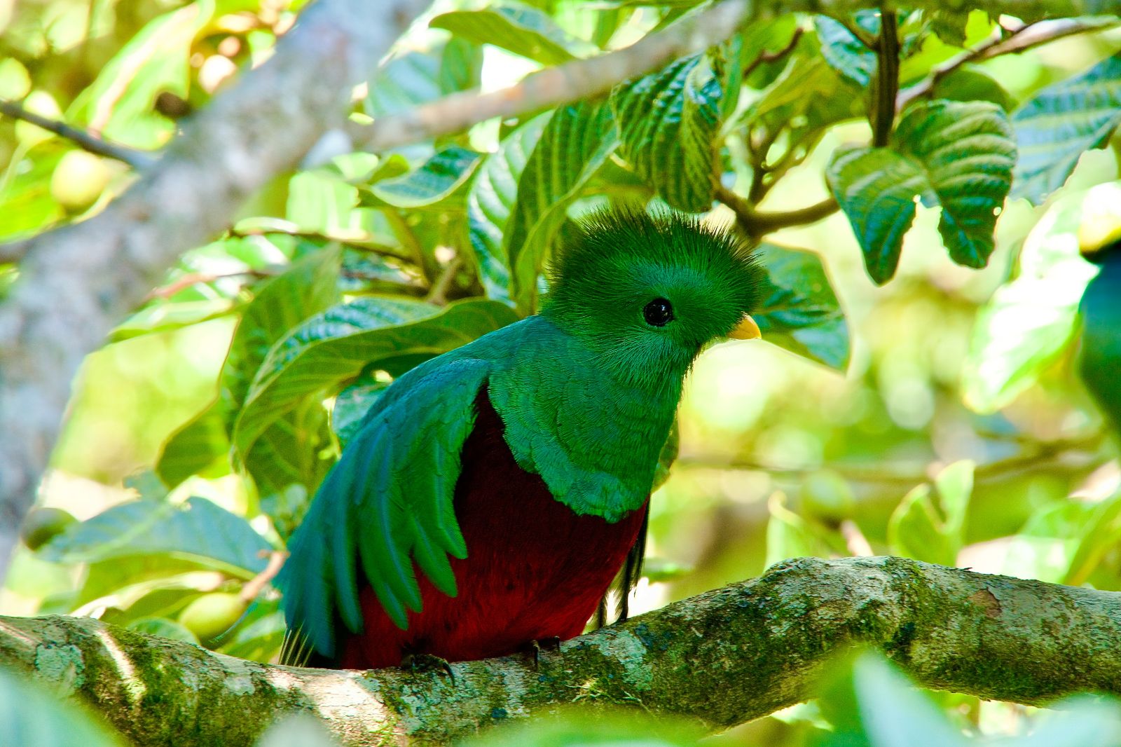 A green and red quetzal native to Panama