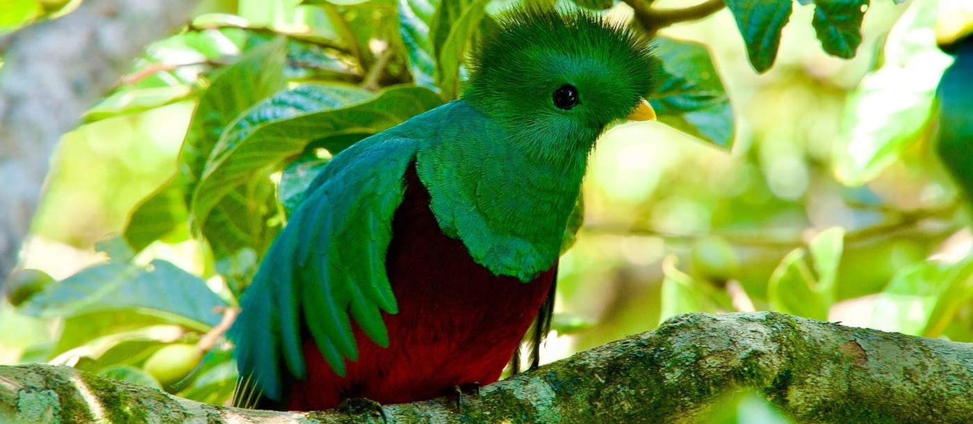 A green and red quetzal native to Panama