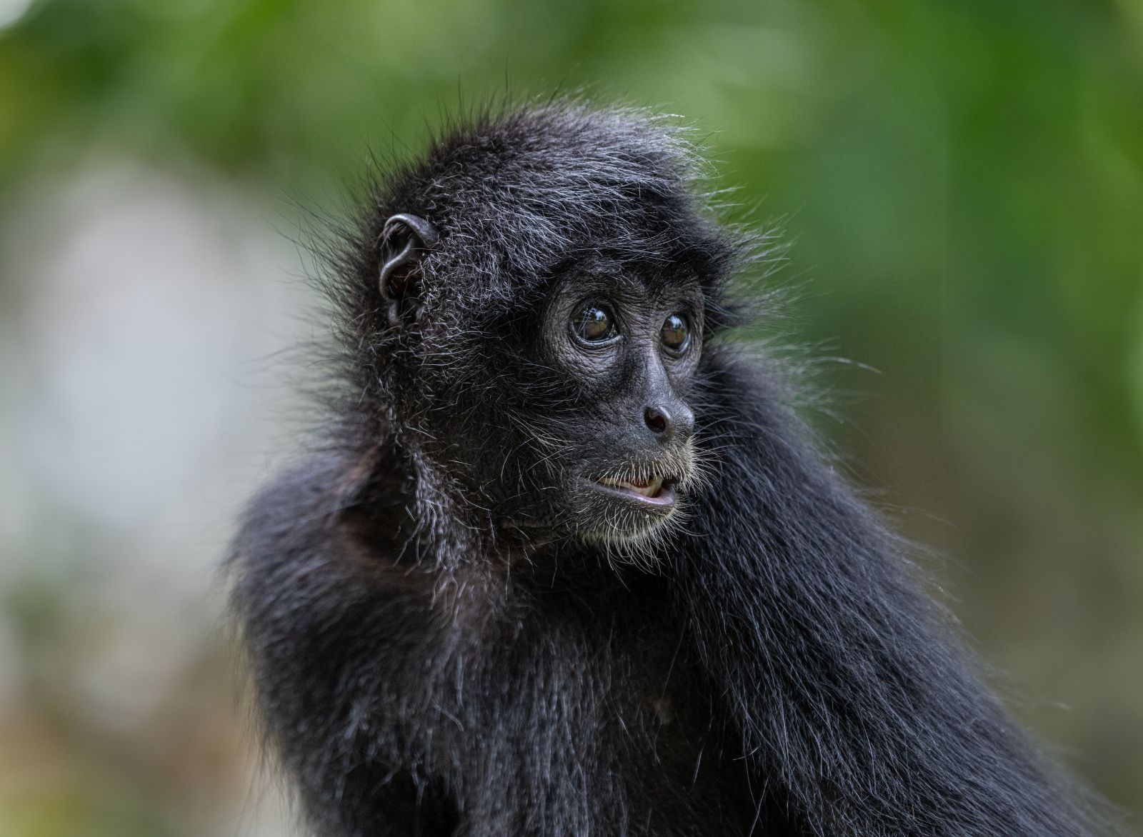 Close-up of a spider monkey seen in Panama
