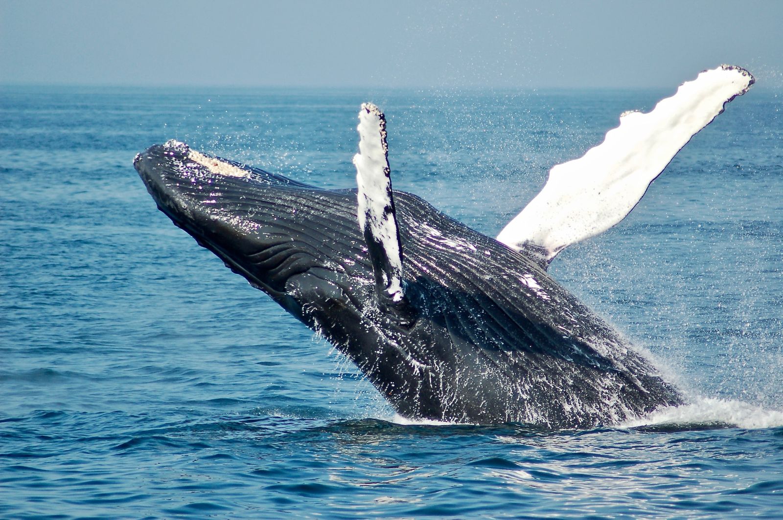 A whale breaching the waters of the Chiriqui Gulf in Panama