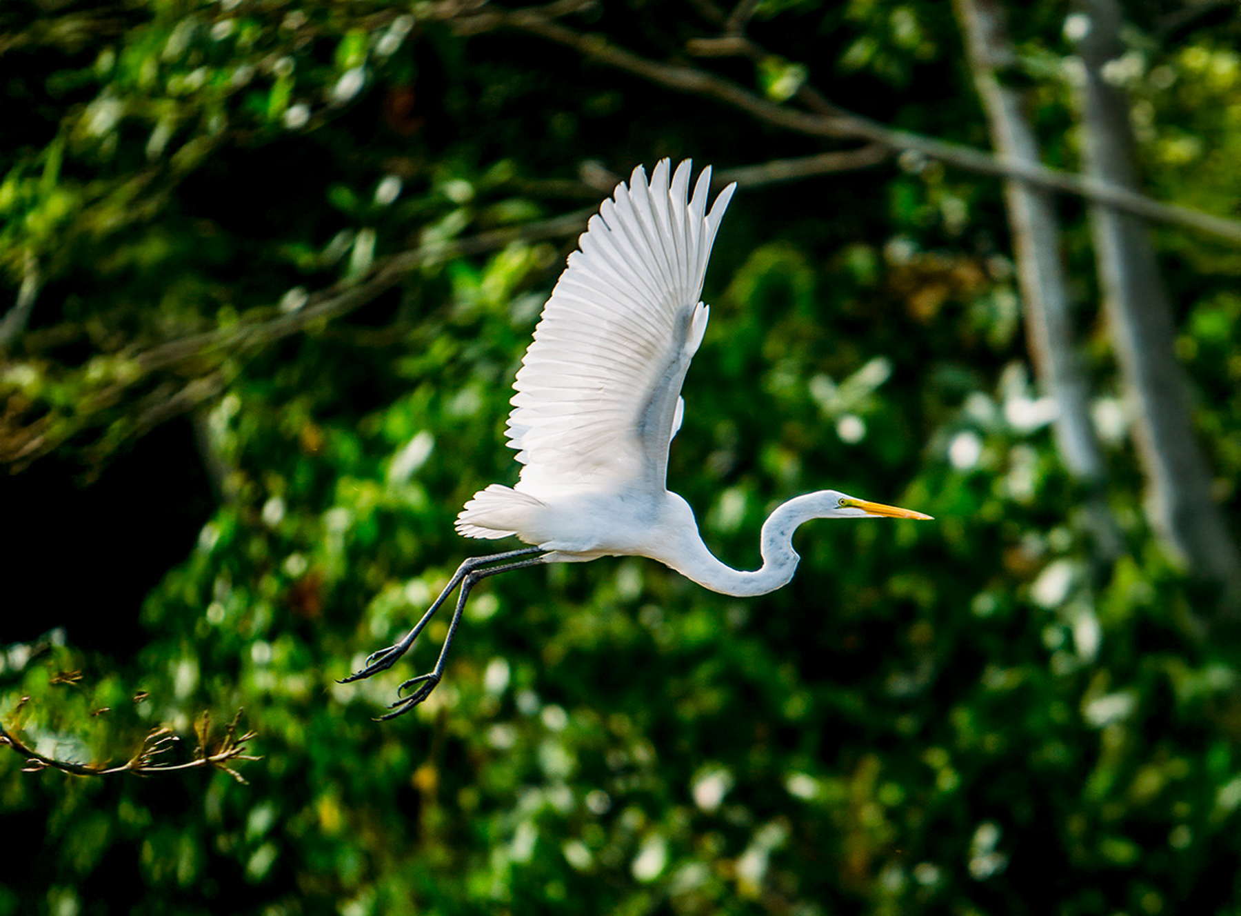 An flying egret spotted from the Aqua Nera river cruiser on the Peruvian Amazon